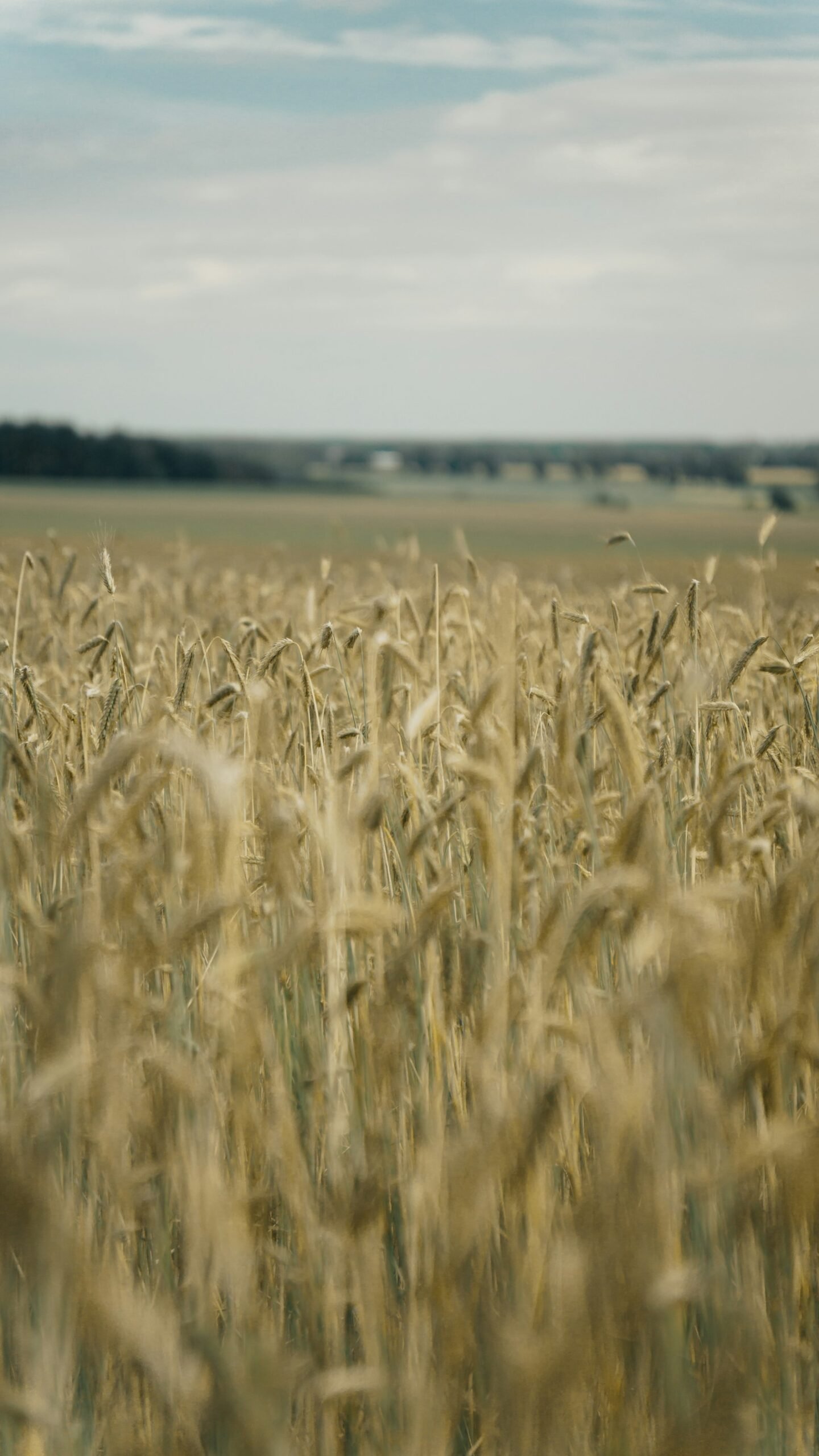 Champ de blé doré